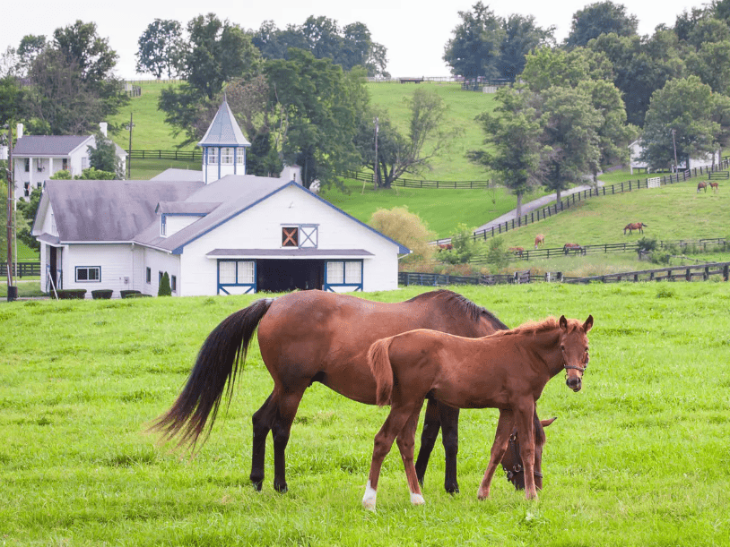 Thoroughbred farm visits in Lexington
