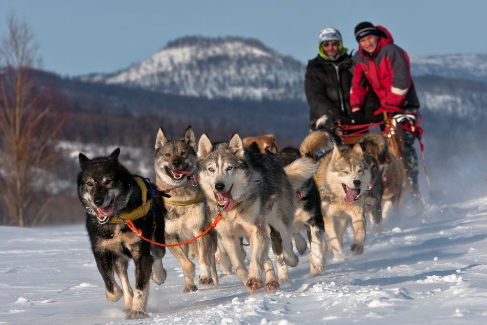 Husky Sledding Through Snow-covered Forests