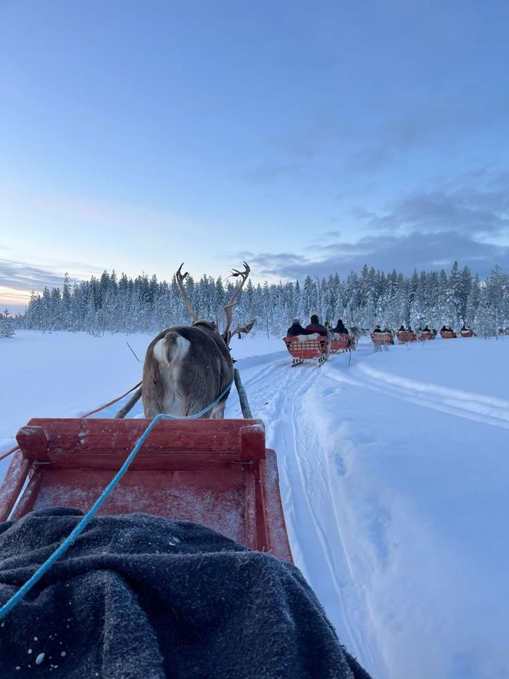 Reindeer Encounters